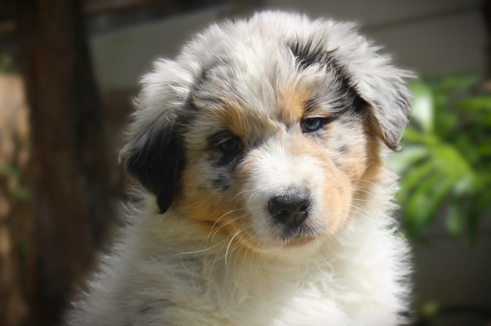 Blue Merle Australian Shepherd Puppy